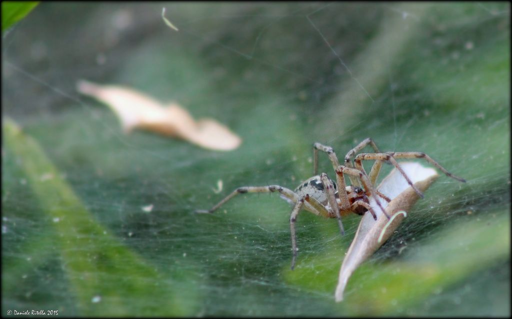 Femmina di Agelena labyrinthica - Venafro (IS)